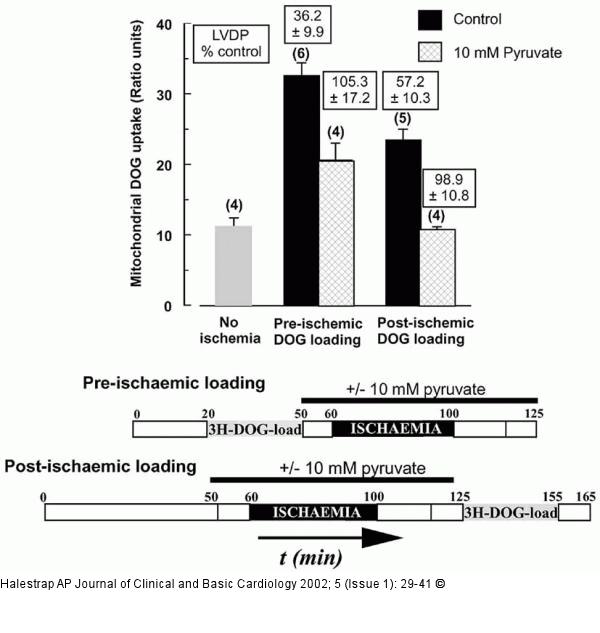 Mitochondrien - Permeabilitt