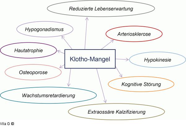 Klotho-Mangel