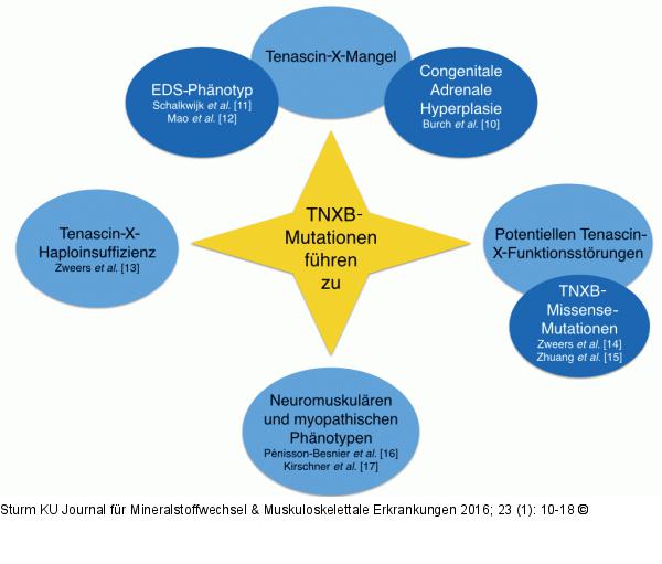 TNXB-Mutationen