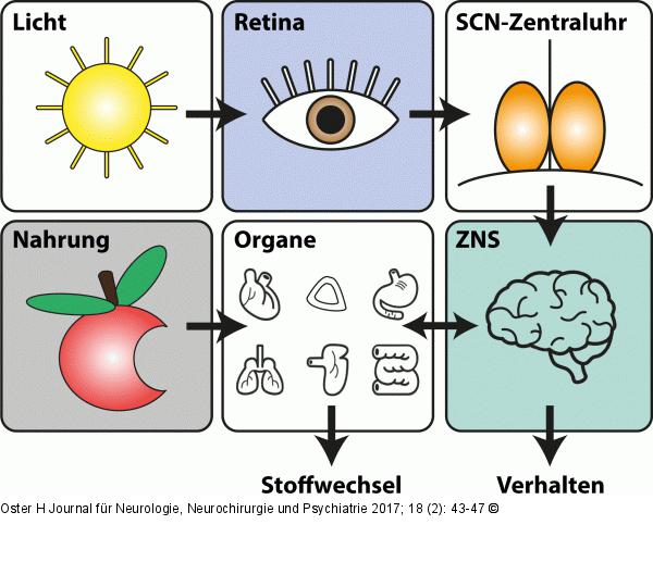 Zirkadianes System