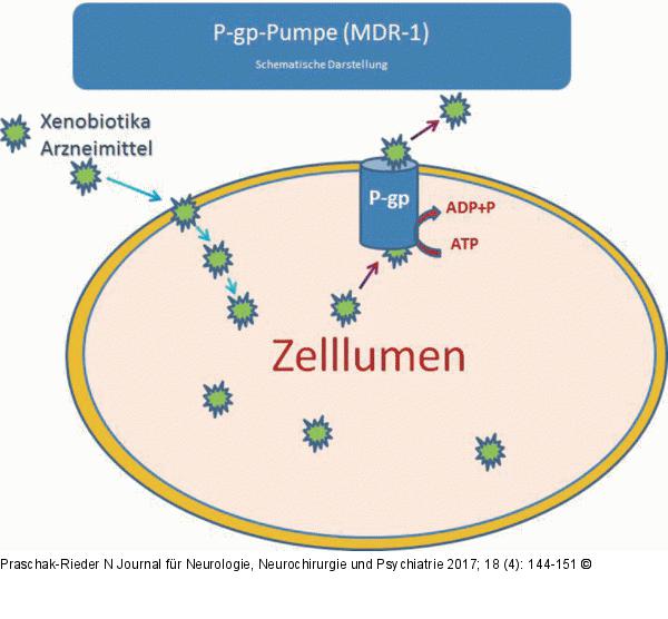 Permeability Glycoprotein