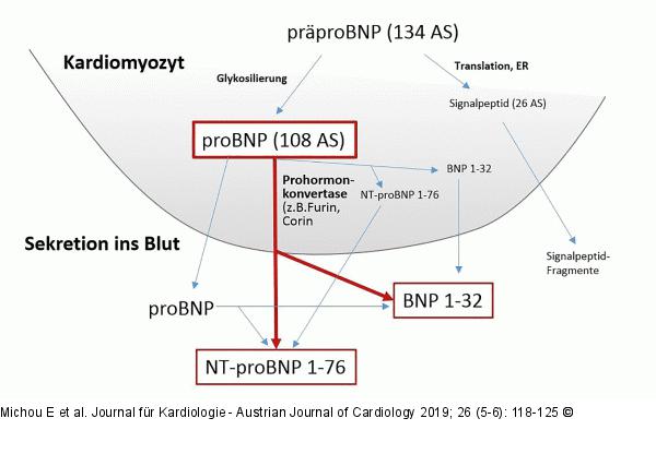 NT-proBNP - BNP