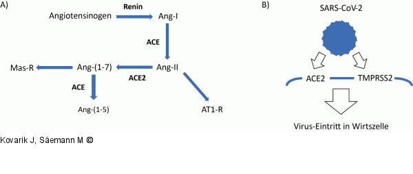 Renin-Angiotensin-System