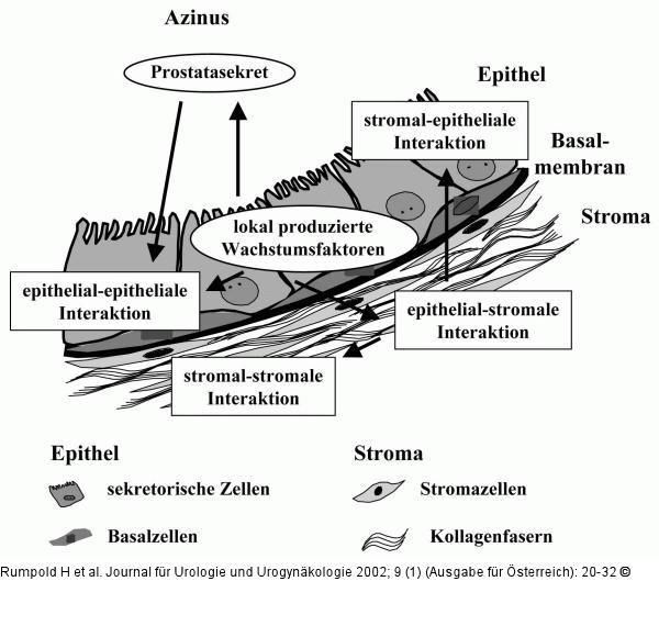 Prostatische Wachstumsregulation