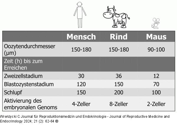Embryonalentwicklung