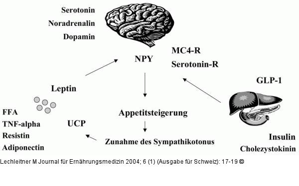 Gewichtsregulation