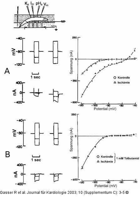 Kalium - transmembranre Leitfhigkeit