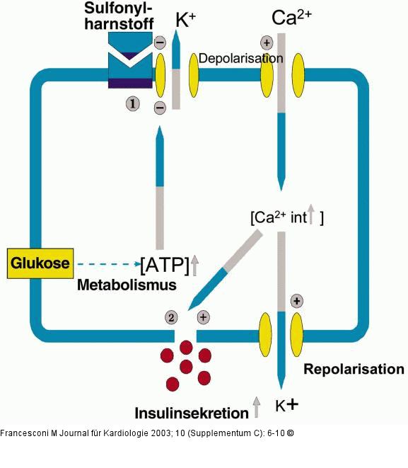 Insulinsekretion