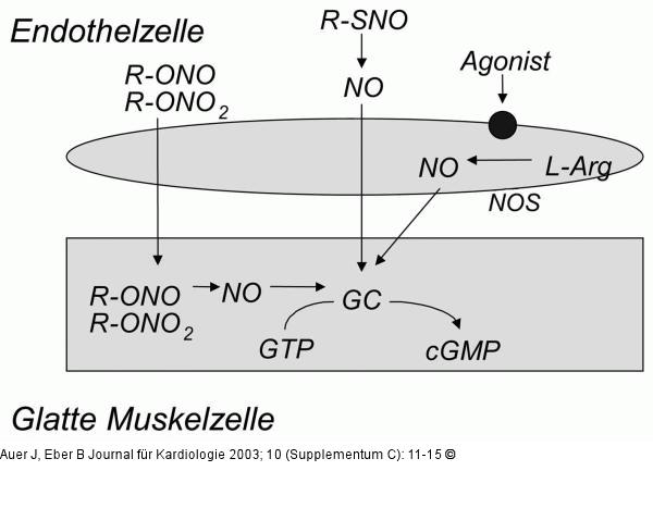Nitrate - Wirkmechanismus