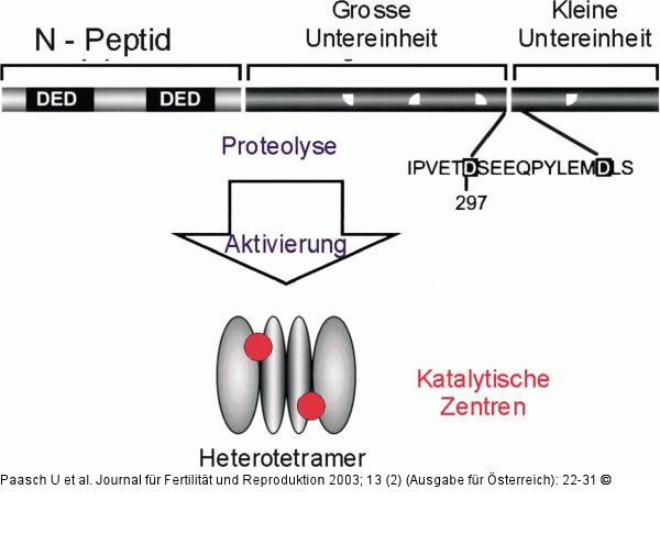 Caspase-Aktivierung