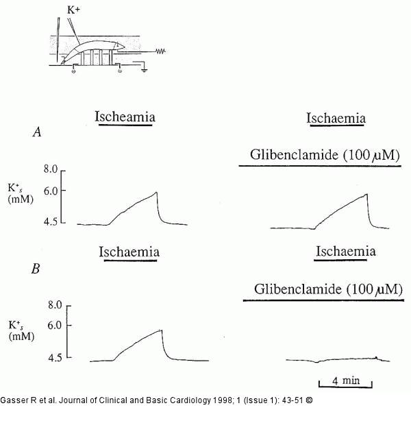 K-Efflux in Koronararterien