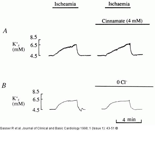 K-Efflux in Koronararterien