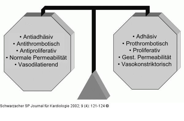 Normale Endothelfunktion