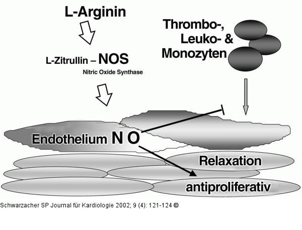 NO-Synthese