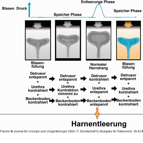 Blasenentleerungszyklus