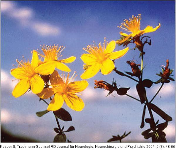 Hypericum perforatum