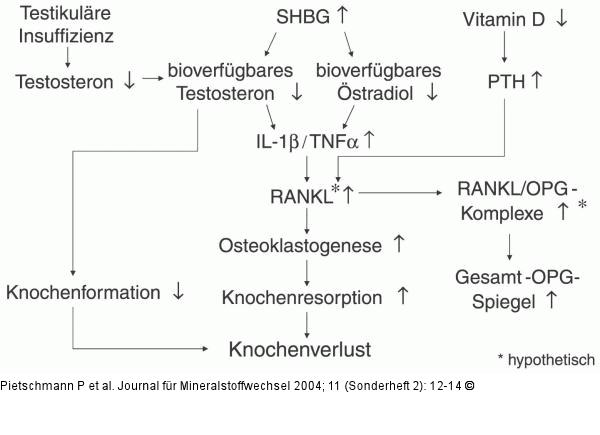 Pathogenese - Knochenverlust  - Mann