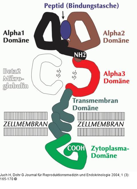 HLA-Klasse-1 - Zelloberflchenantigen