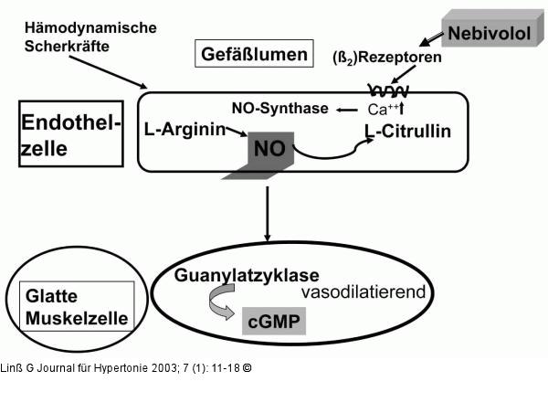 Endothel - NO-Synthese