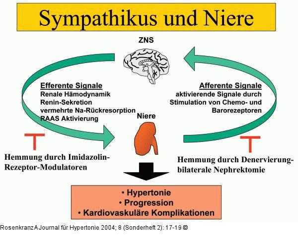 Sympathikus und Niere