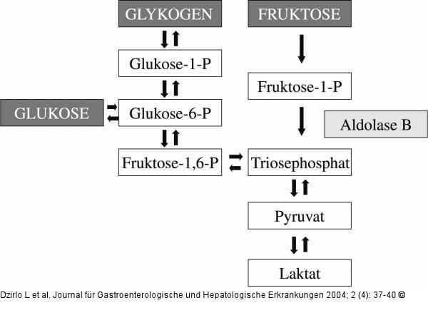 Fruktoseabbau