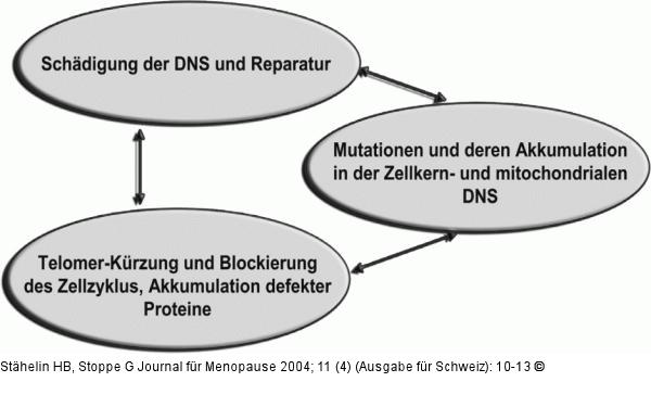 Alterungsmechanismen