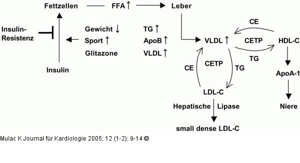 LDL-Cholesterinpartikel