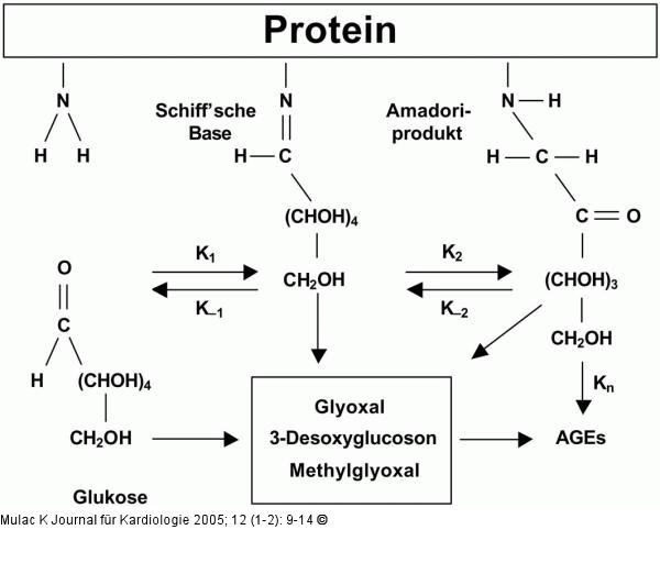 Advanced glycation end products (AGE)