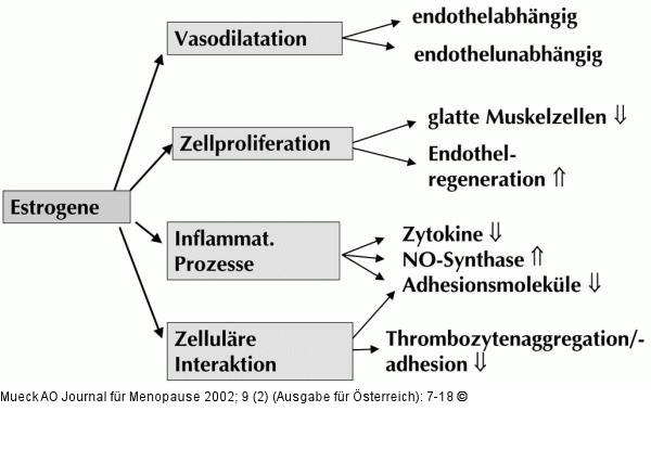 Estrogene - vaskulre Wirkung