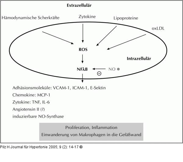 Oxidativer Stre