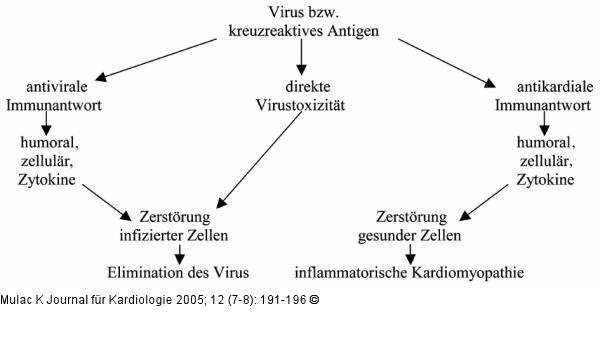 Virus - Immunantwort