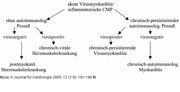 Virusmyokarditis - Pathogenese