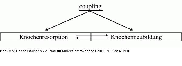 Knochenabbau - Knochenaufbau