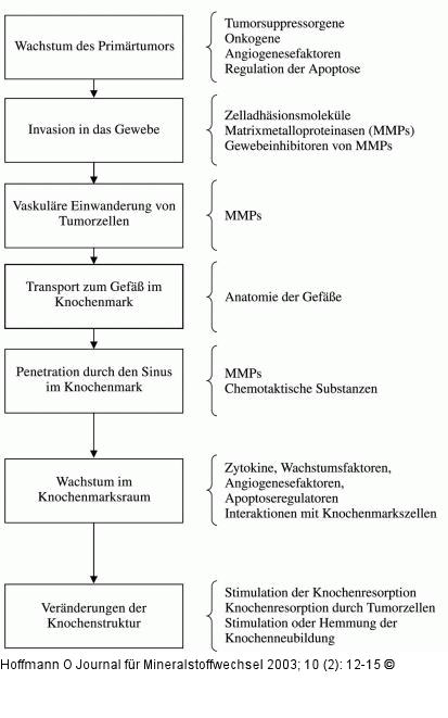 Knochen - Metastasen
