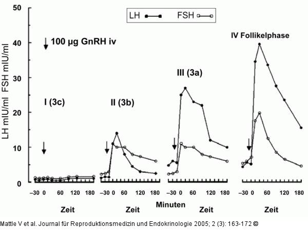 GnRH-Test - Follikel