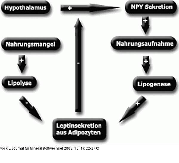 Leptin