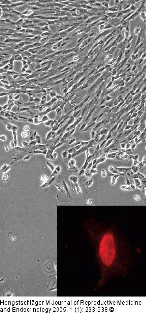 Oct-4 - Nucleus
