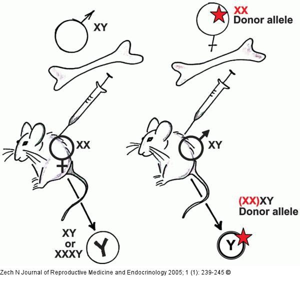 Sex mismateched stem cell transplantation