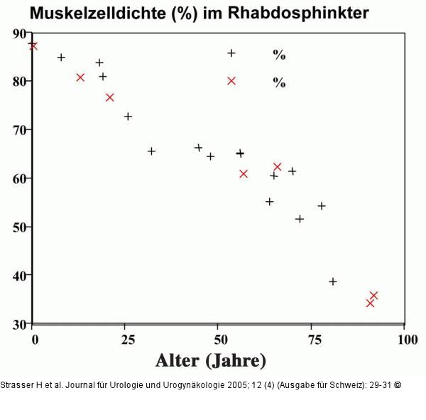 Muskelzelldichte