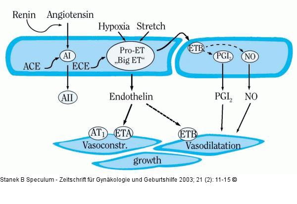 Schwangerschaft - Hypertonie