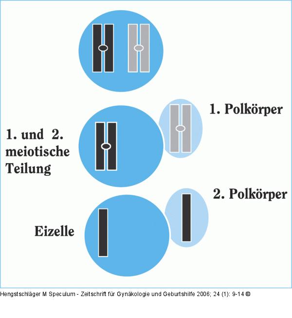 Eizellreifung - Polkrperentstehung