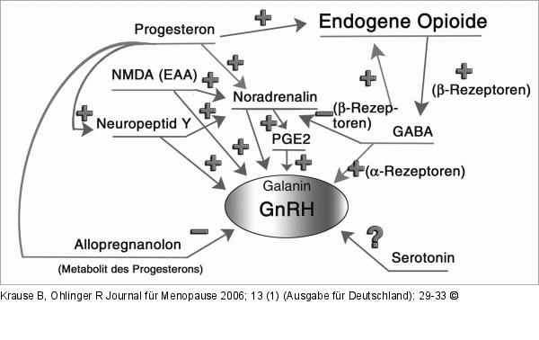 GnRH-Sekretion