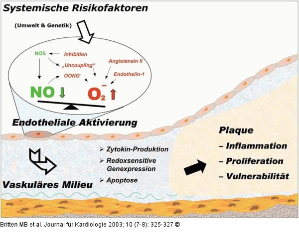 Endotheliale Aktivierung