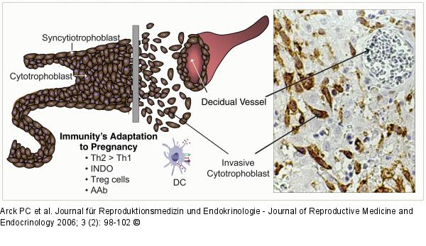 Immunitys adaption - Pregnancy