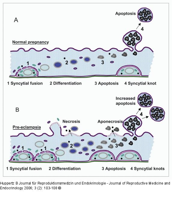 Trophoblast turnover