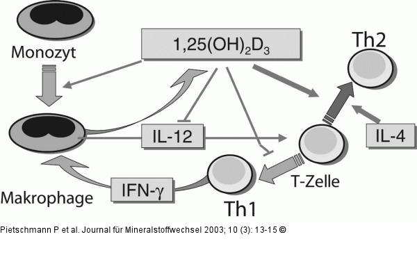 Vitamin D - Zytokin