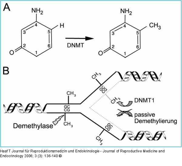 DNMT - Methyl