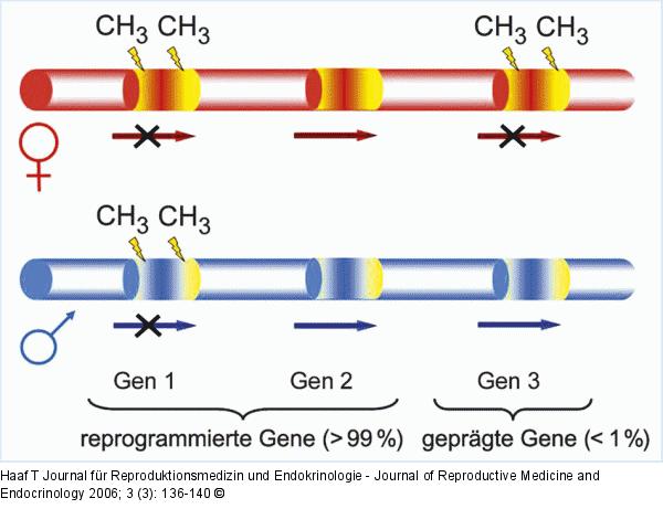 Reprogrammierte - geprgte Gene
