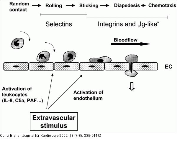 Adhesion Molecules