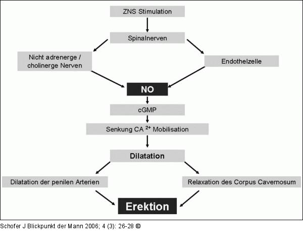 Physiologische Erektion